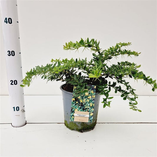Berberis frikartii Amstelveen 30cm 17cm Pot