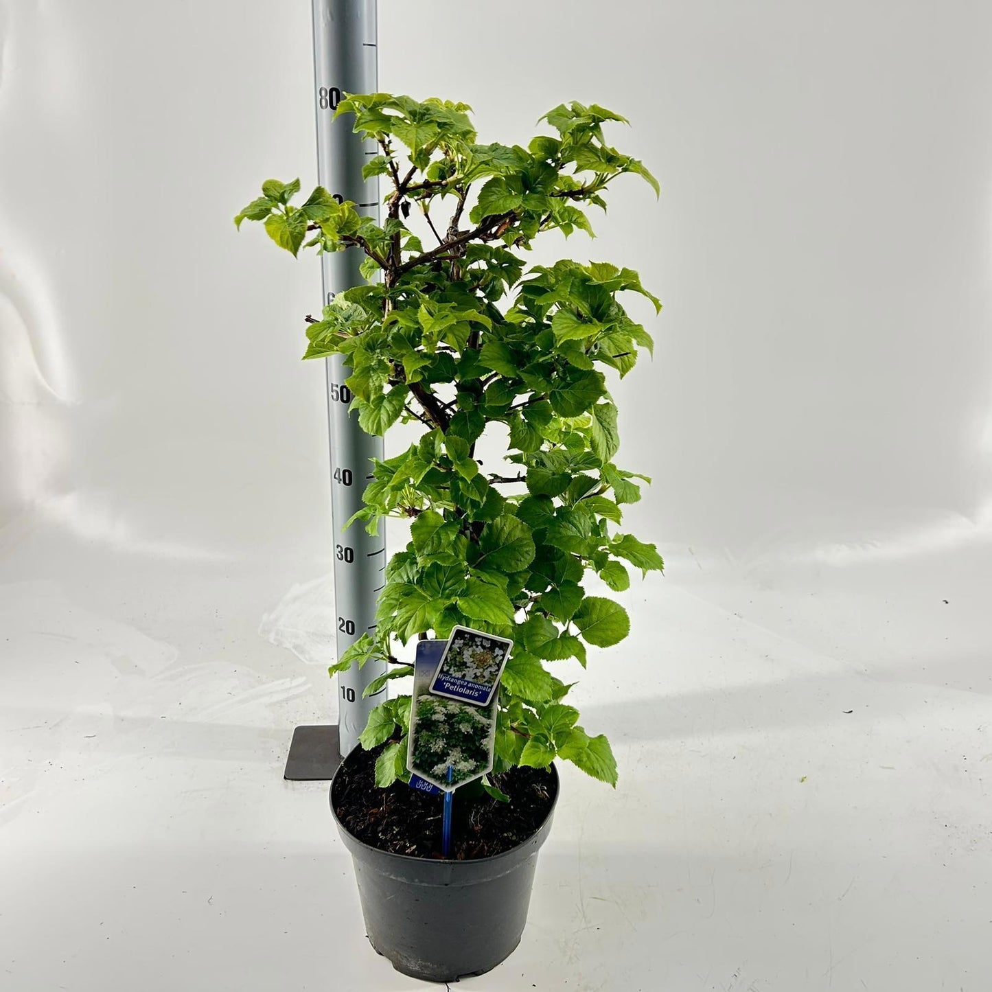 Hydrangea petiolaris 80cm 23cm Pot