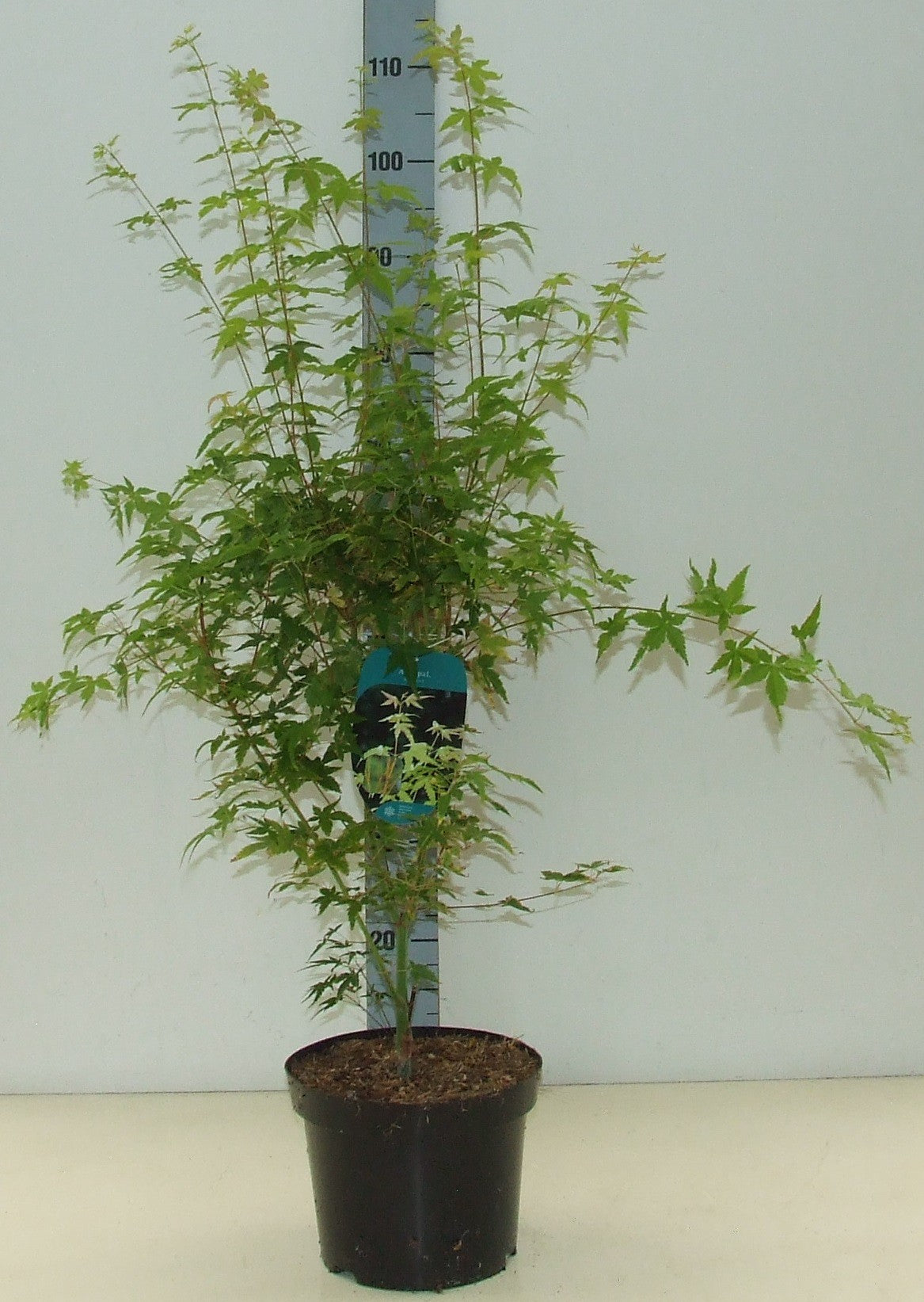 Acer palmatum mix 70cm 23cm Pot