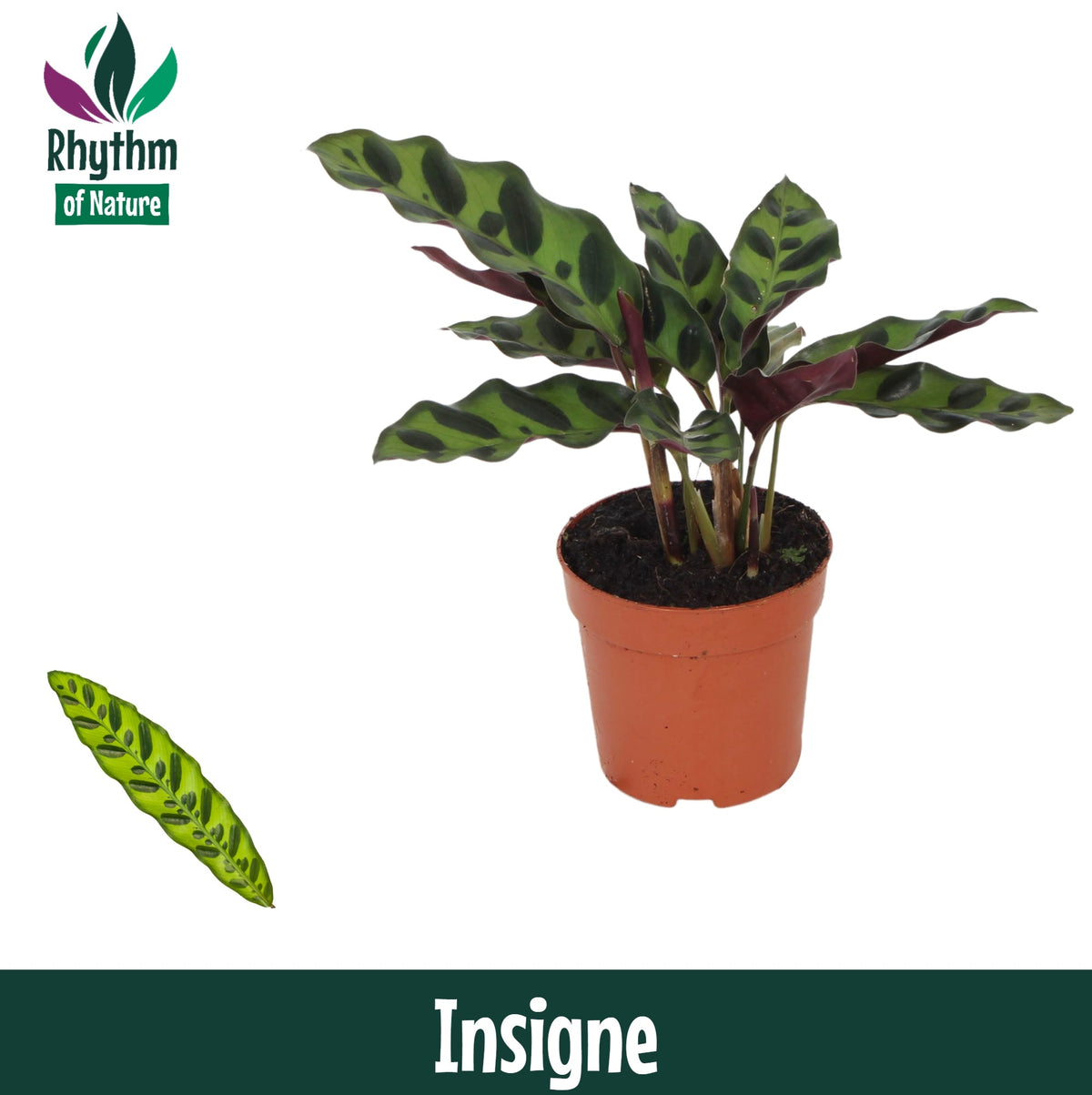 Calathea lancifolia 15cm 7cm Pot