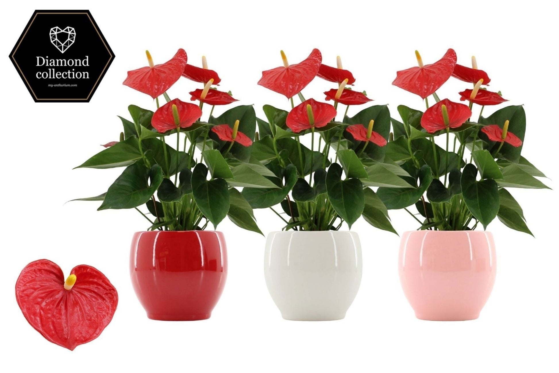 Anthurium Esudo 40cm 12cm Pot