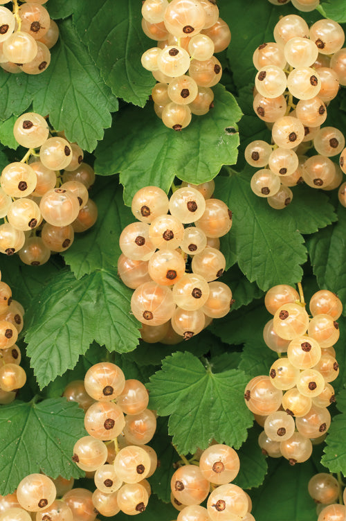 Ribes Witte Parel (White currant) 65cm 15cm Pot