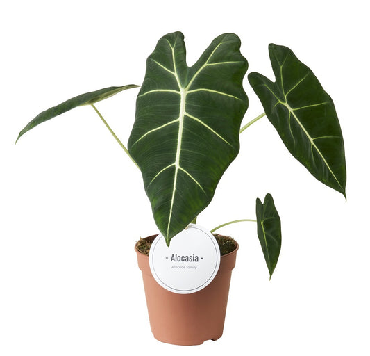 Alocasia amazonica 40cm 12cm Pot