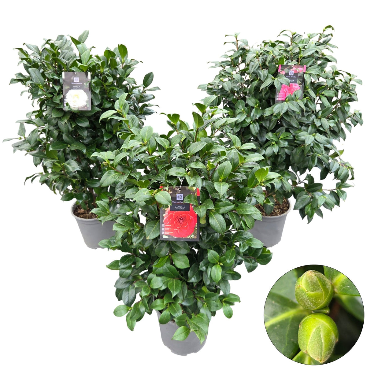 Camellia japonica 100cm 24cm Pot