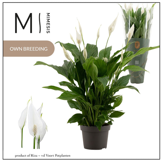 Spathiphyllum Strauss 50cm 13cm Pot