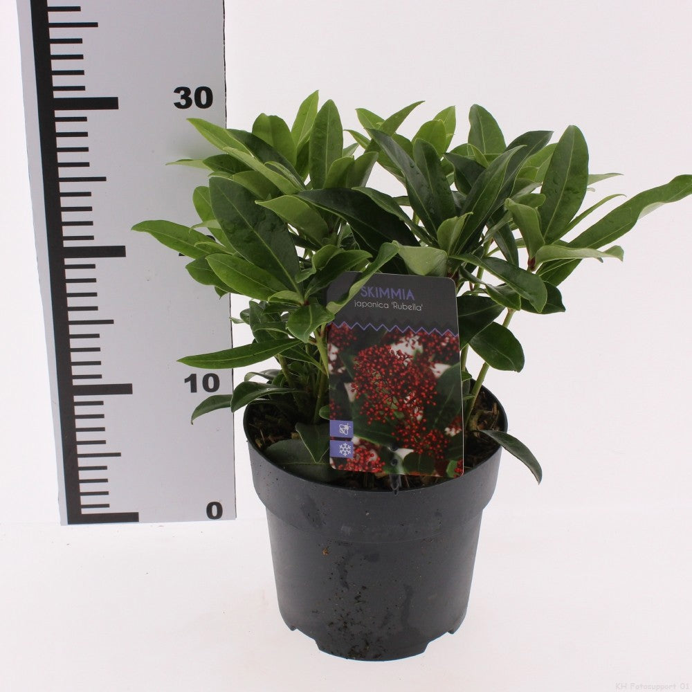 Skimmia japonica Rubella 30cm 17cm Pot