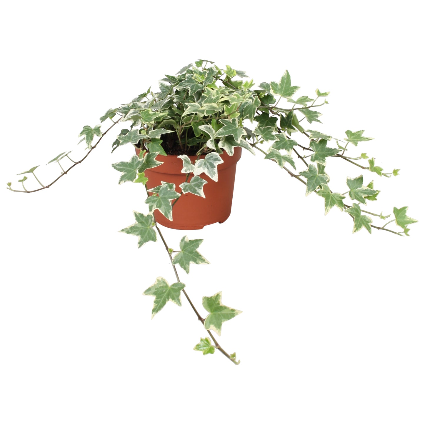 Vireo-Hedera plant BV Hedera helix Eva Pack of 8