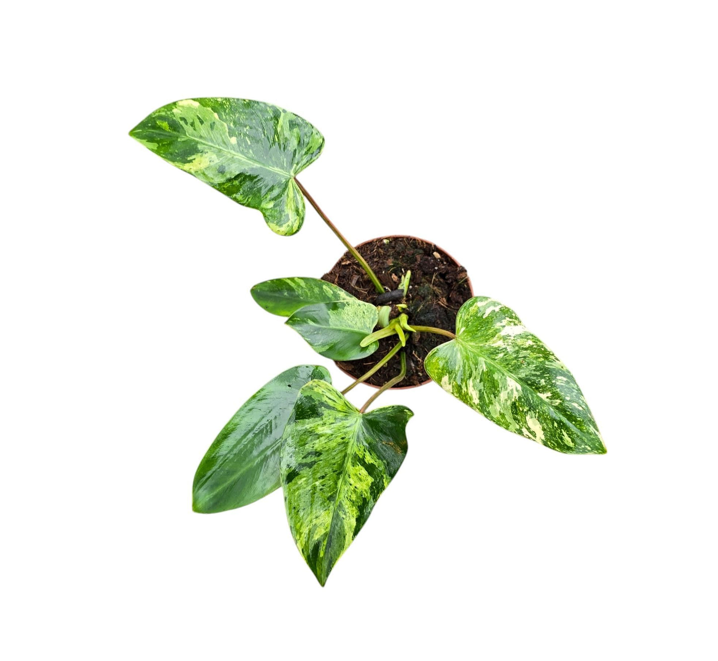 Philodendron scandens 15cm 9cm Pot