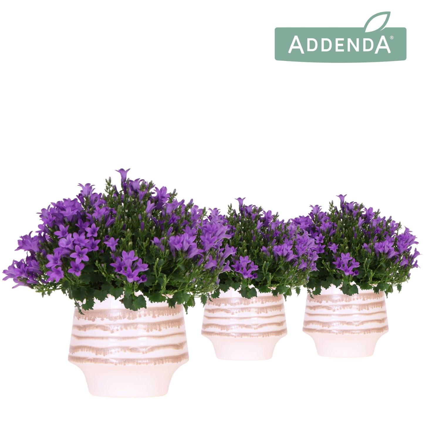 Campanula Ambella Intense purple 25cm 12cm Pot