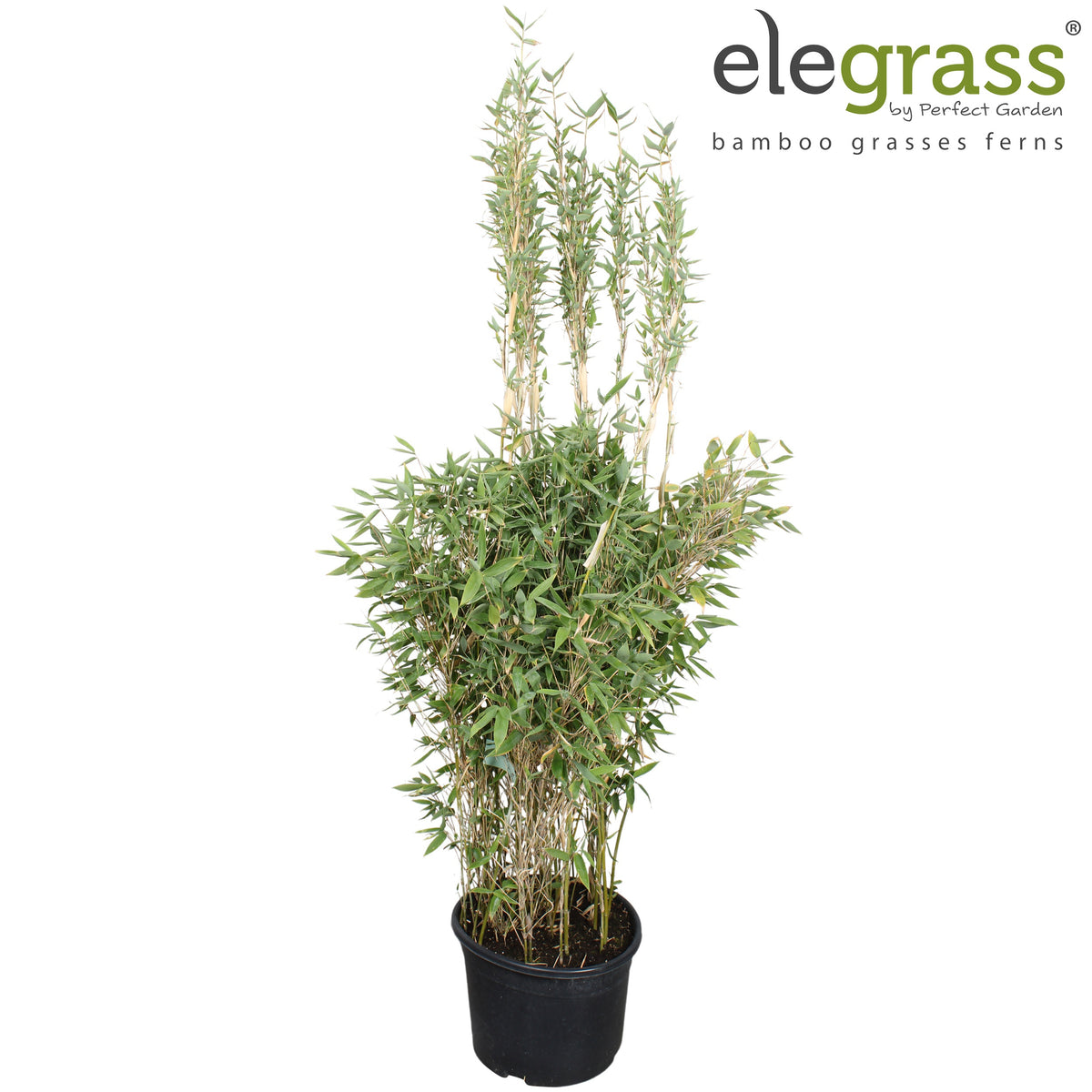Fargesia murieliae 180cm 46cm Pot