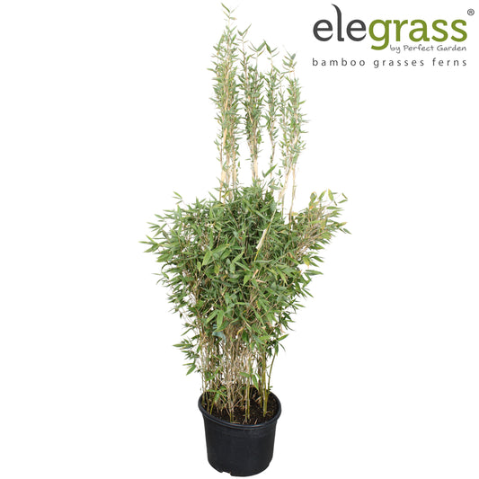 Fargesia murieliae 180cm 46cm Pot