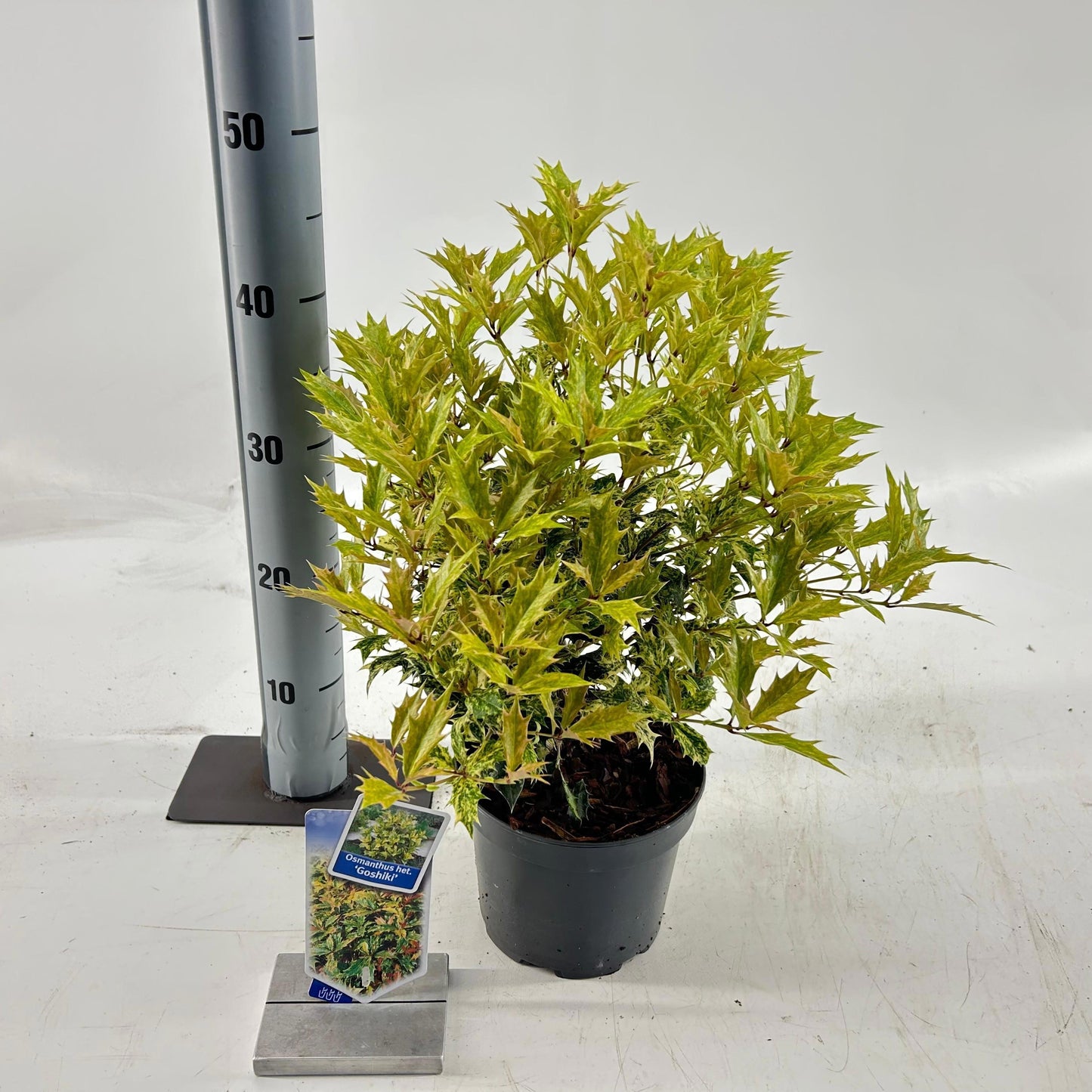 Osmanthus Goshiki 45cm 17cm Pot