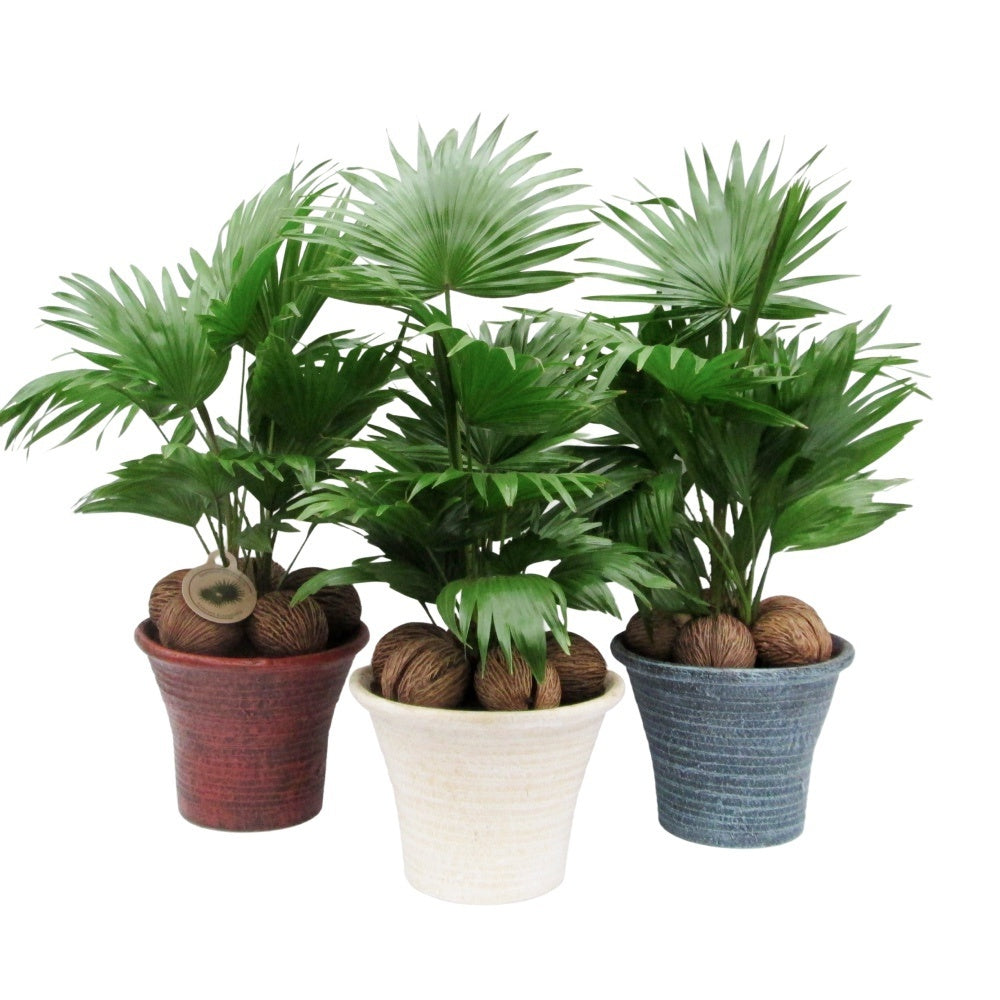 Livistona rotundifolia 60cm 23cm Pot