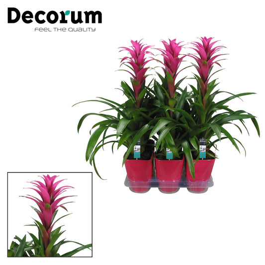Guzmania Freya (+ drp.ceramic) 60cm 14cm Pot
