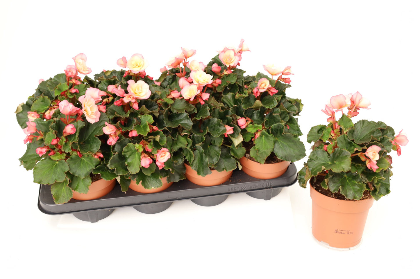 Begonia glory garden pink shades 25cm 13cm Pot