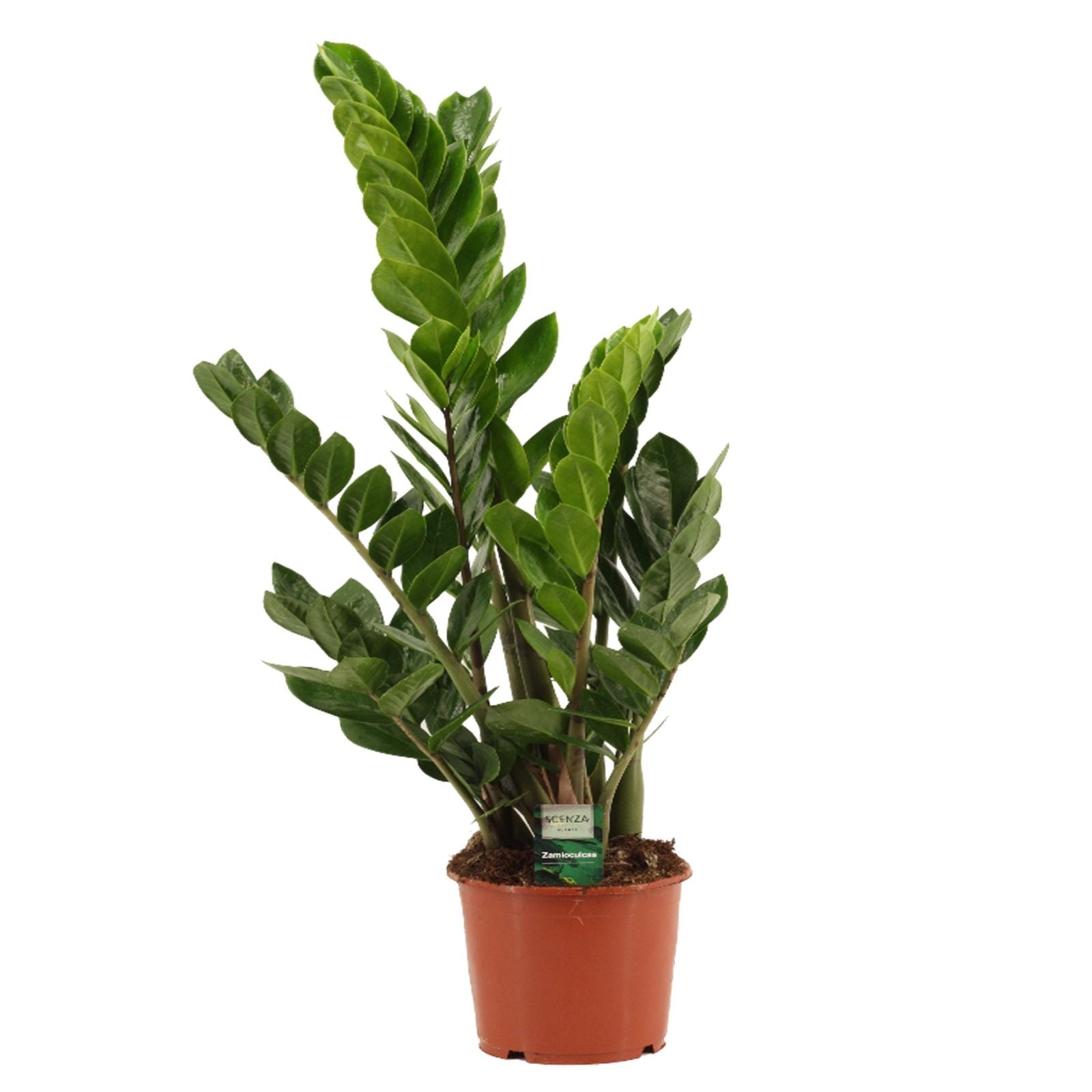 Zamioculcas zamiifolia 90cm 17cm Pot
