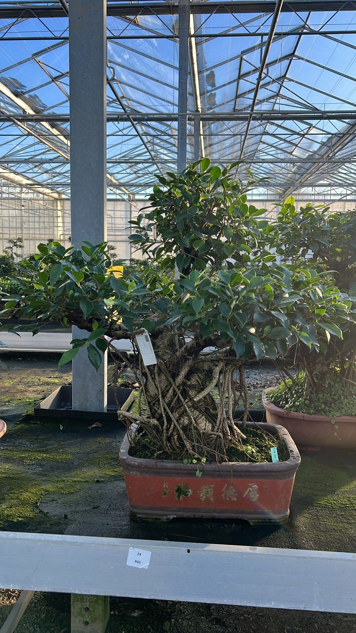 Bonsai Mix 80cm 40cm Pot