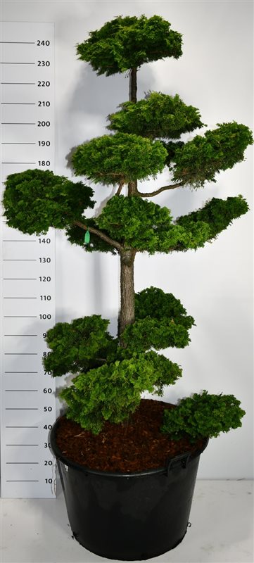 Bloemenkampen BV, Hkw. de Chamaecyparis obtusa Brigitte Pack of 1
