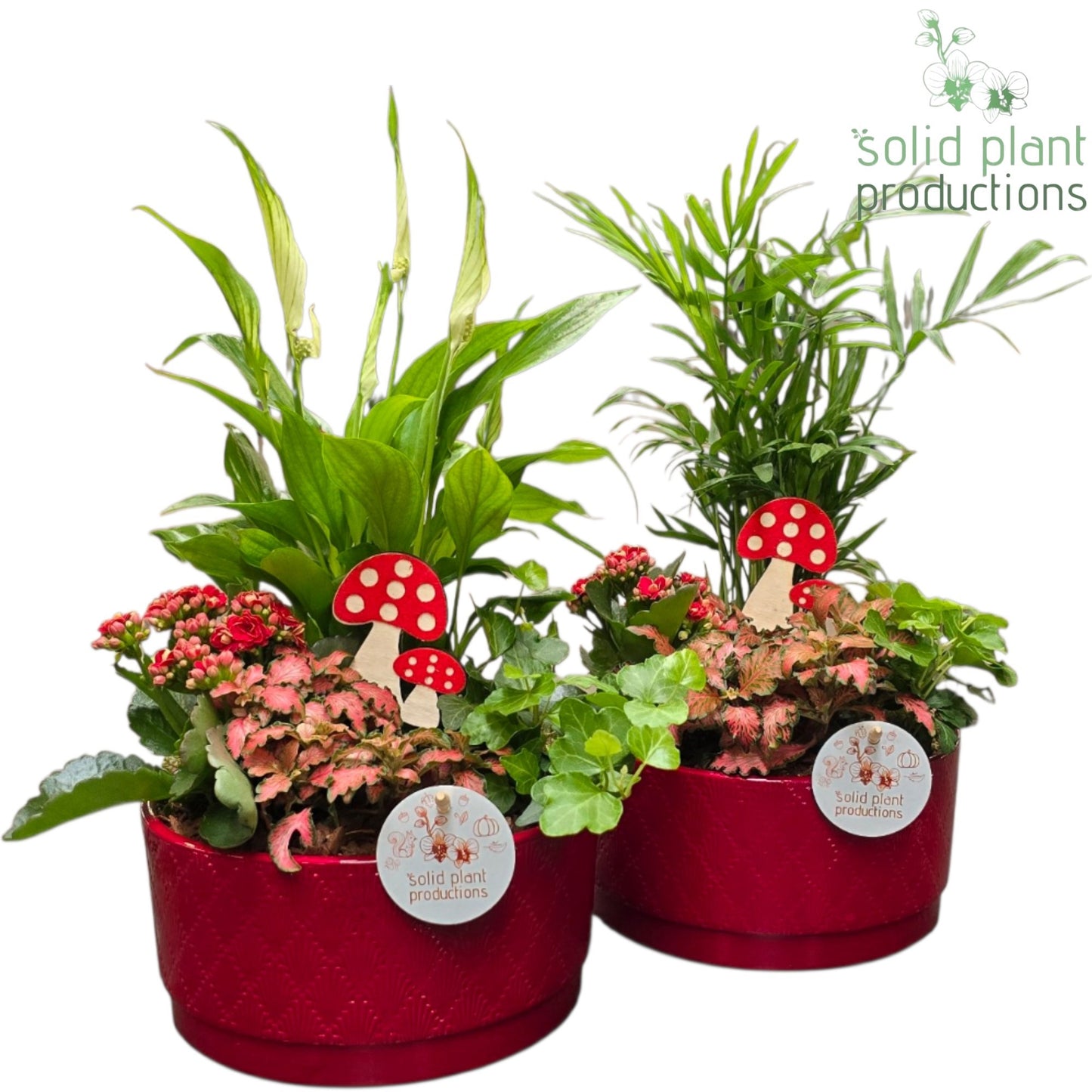 Solid Plant Productions SC003 Loes Red Mix Pack of 3