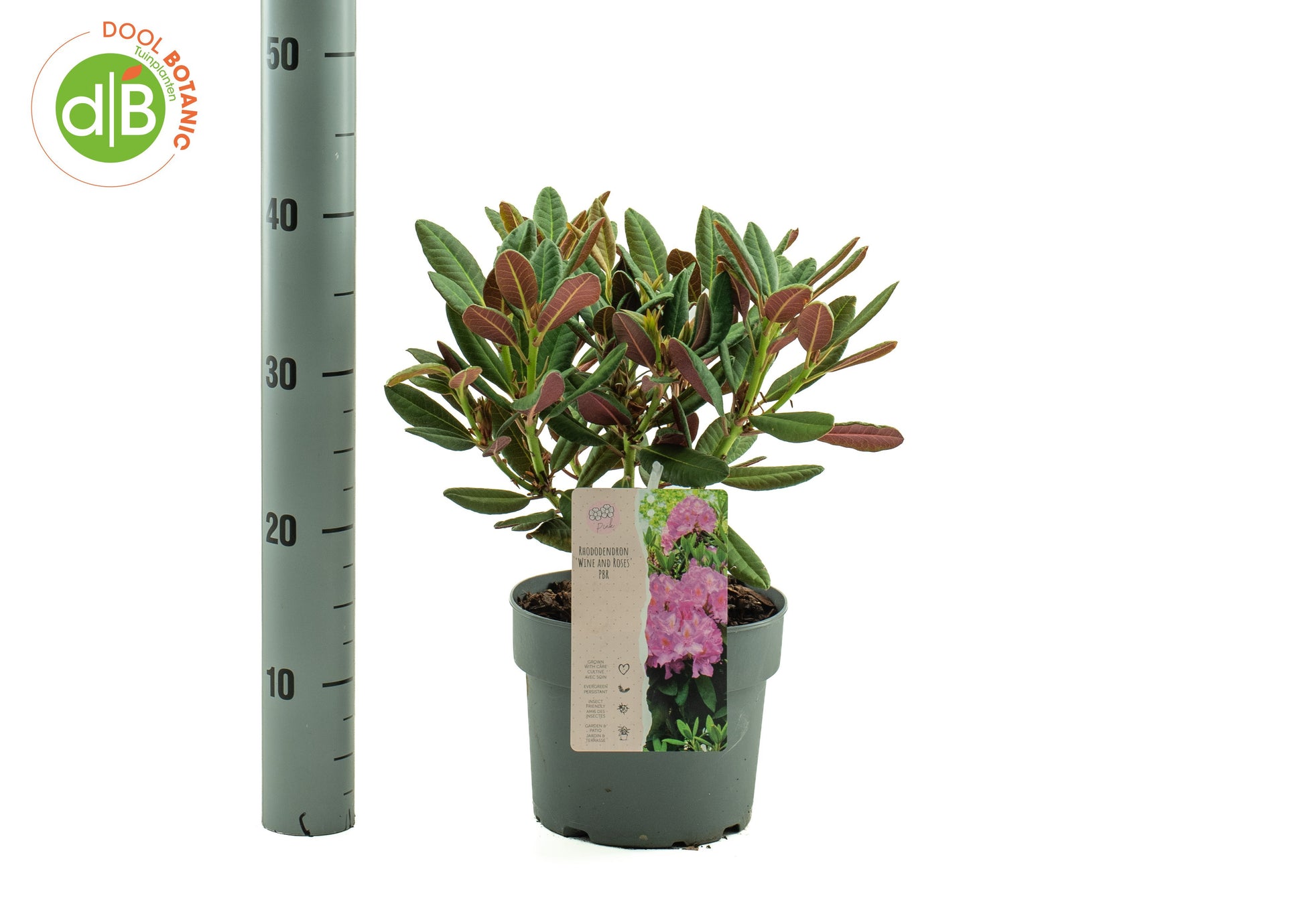Rhododendron Wine and Roses 30cm 19cm Pot