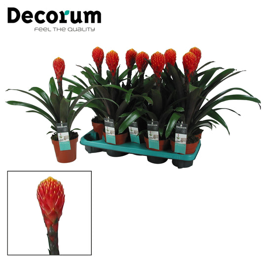 Guzmania Tala 40cm 13cm Pot