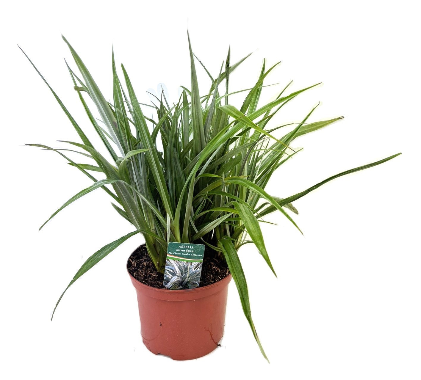 Astelia Silver Shadow 60cm 24cm Pot