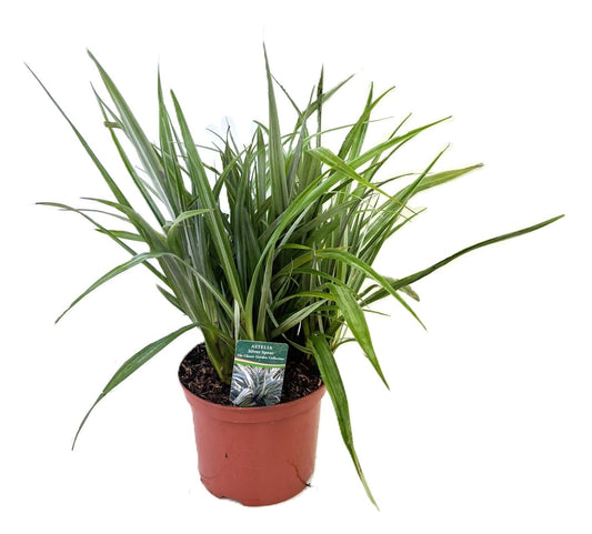 Astelia Silver Shadow 60cm 24cm Pot
