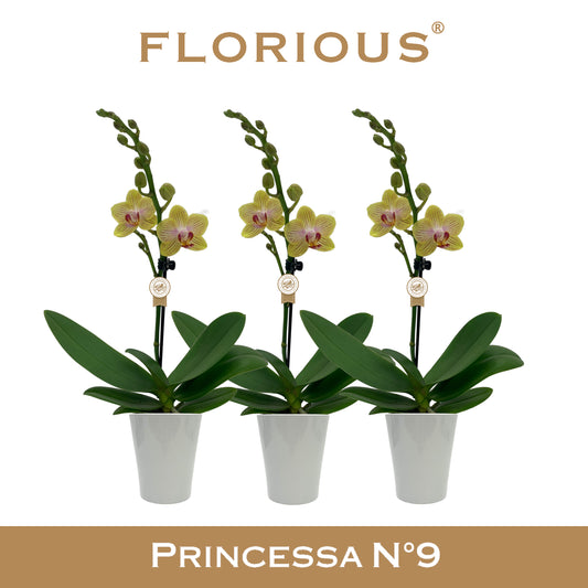 Phalaenopsis yellow 40cm 9cm Pot
