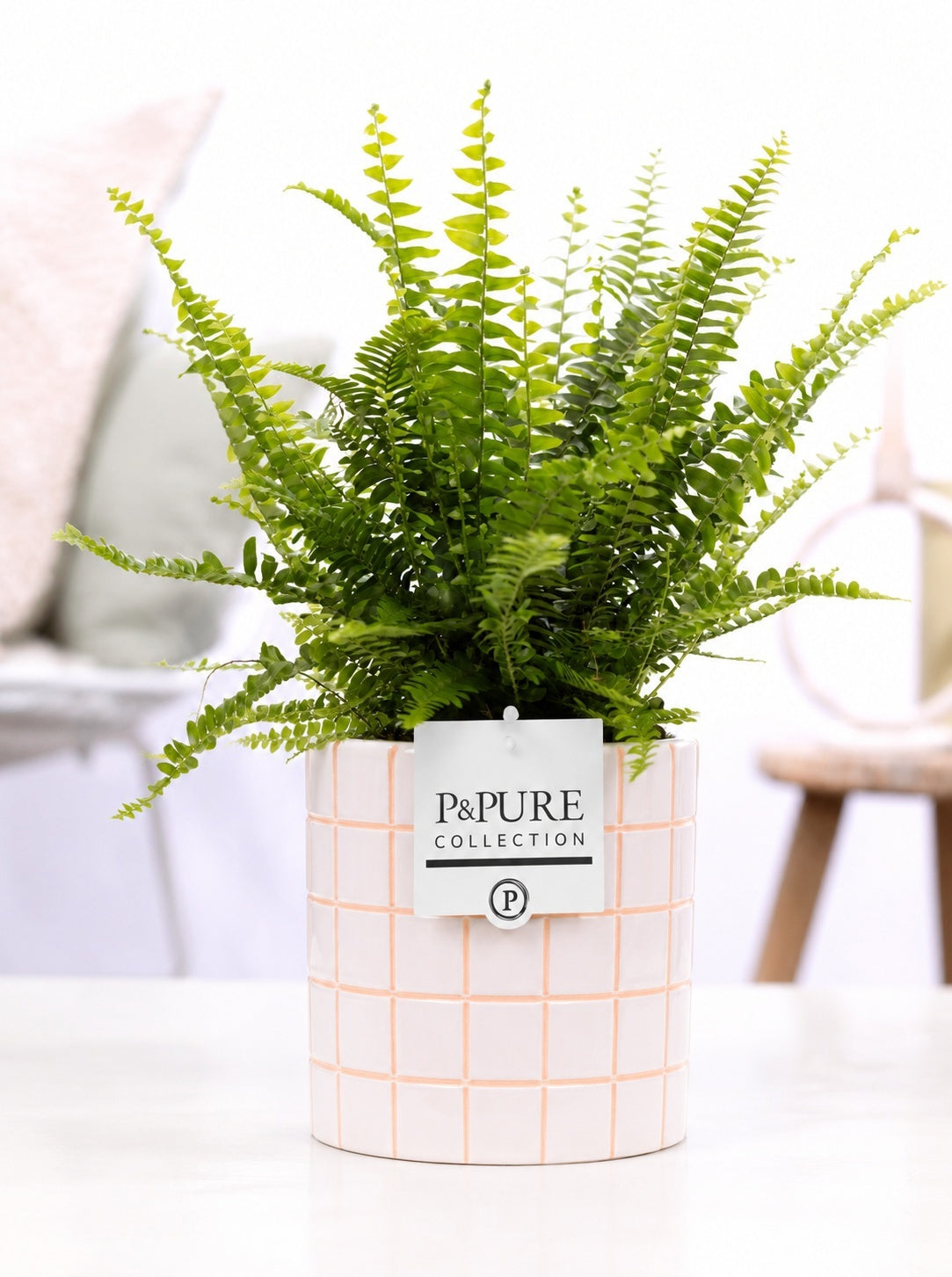 Nephrolepis Green Lady 35cm 12cm Pot