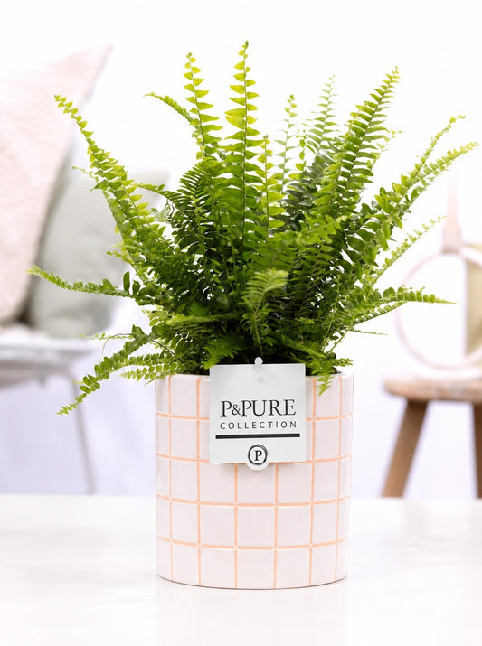 Nephrolepis Green Lady 35cm 12cm Pot