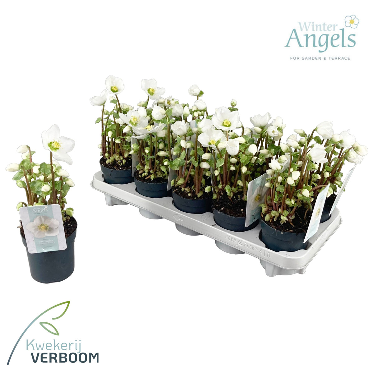 Helleborus niger Verboom Beauty 15cm 10.5cm Pot