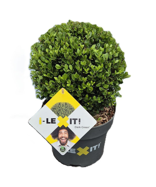 Ilex crenata Dark Green ball 40cm 23cm Pot