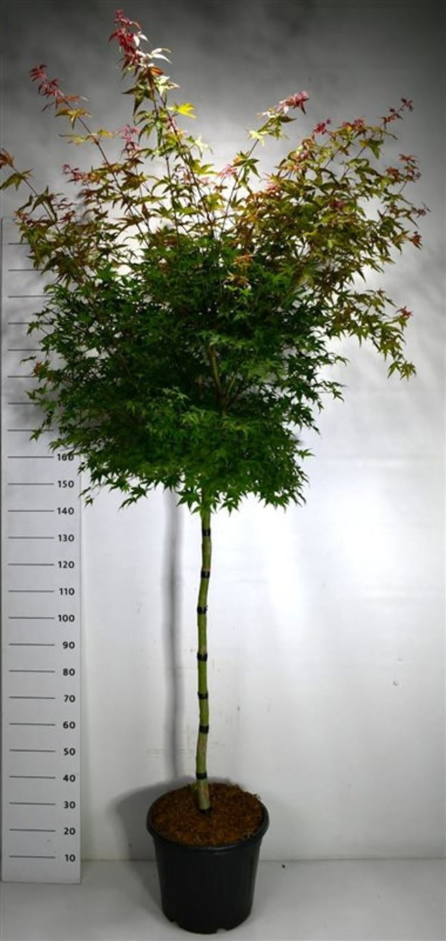 Acer Beni-maiko 200cm 40cm Pot