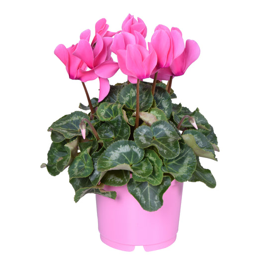 Cyclamen Allure pink 25cm 12cm Pot