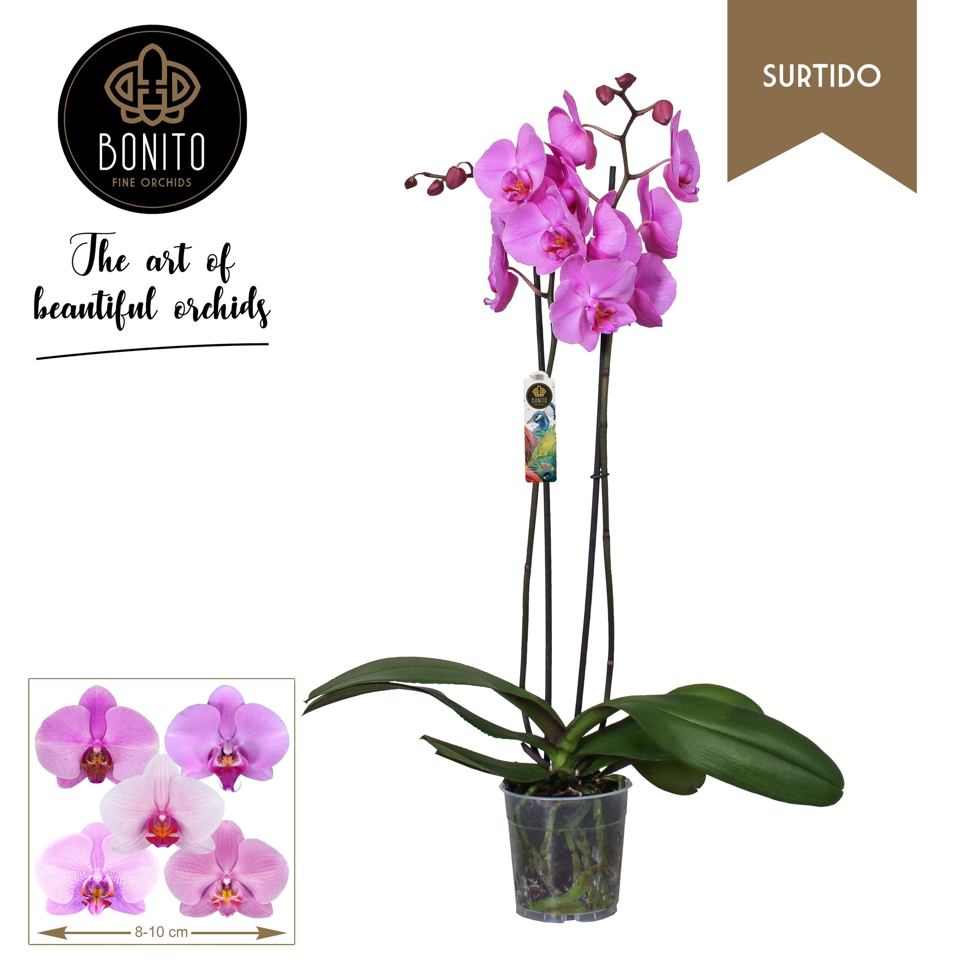 Bonito Plant Phalaenopsis pink Pack of 10