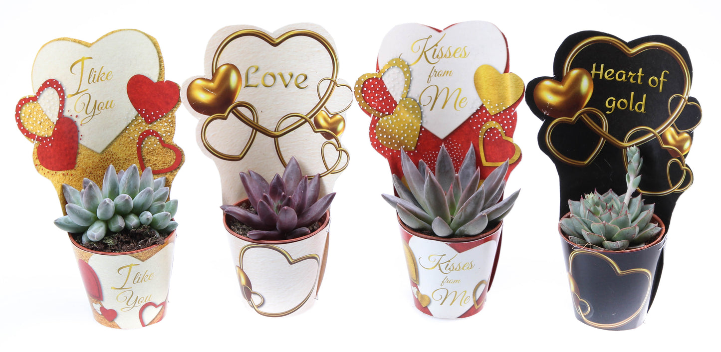 Euro Cactus Holland Bv Echeveria mix Pack of 20