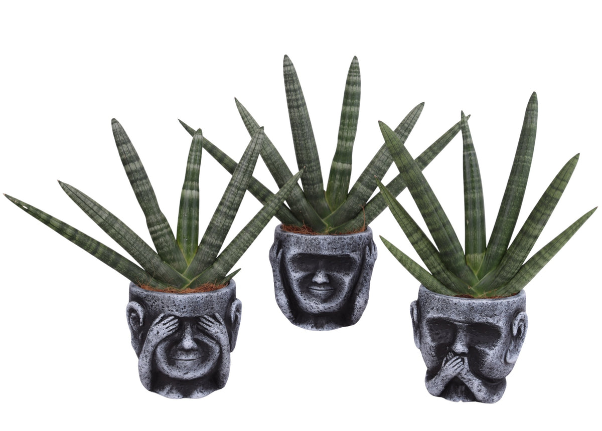 Sansevieria cyl. Handshake 45cm 15cm Pot