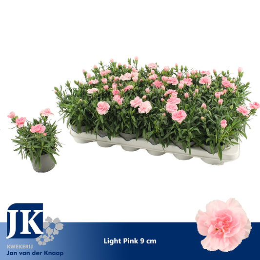 Dianthus Oscar Pink 15cm 9cm Pot