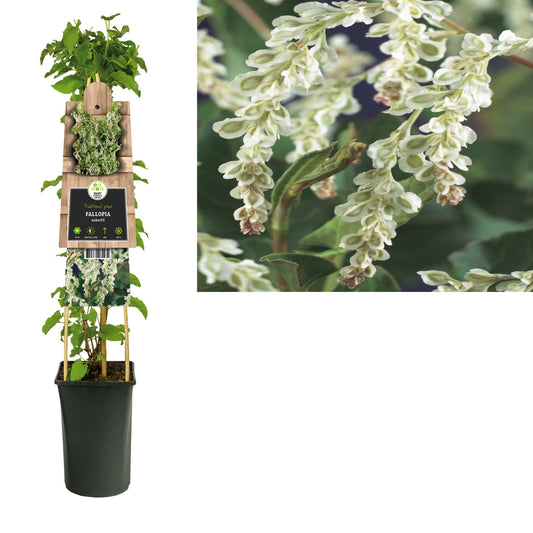 Fallopia aubertii 75cm 17cm Pot