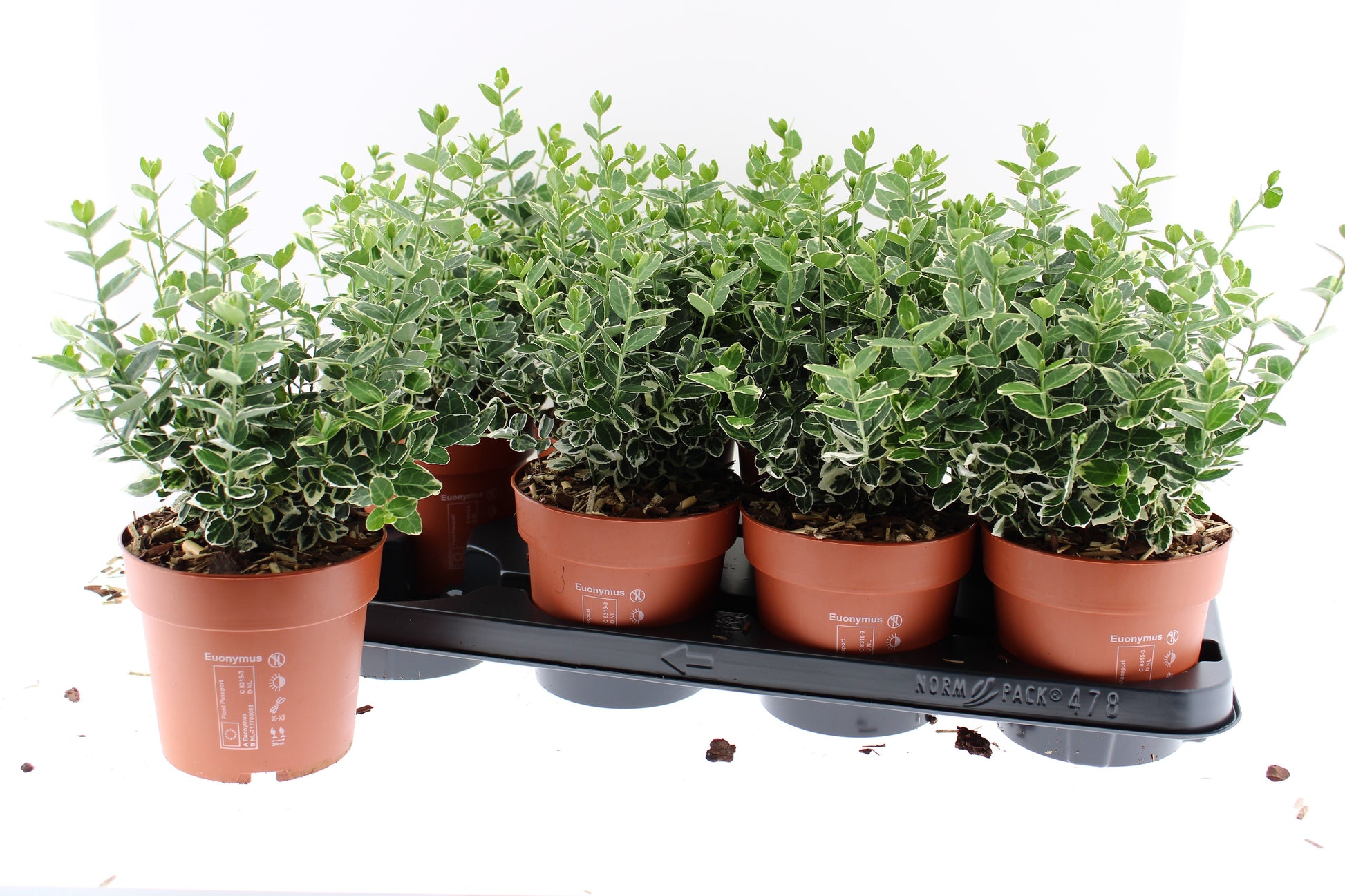 Euonymus Emerald Gaiety 30cm 13cm Pot