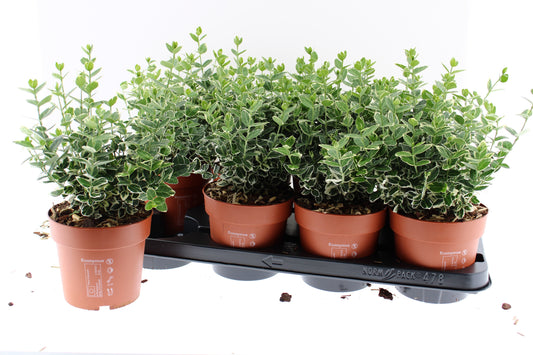 Euonymus Emerald Gaiety 30cm 13cm Pot