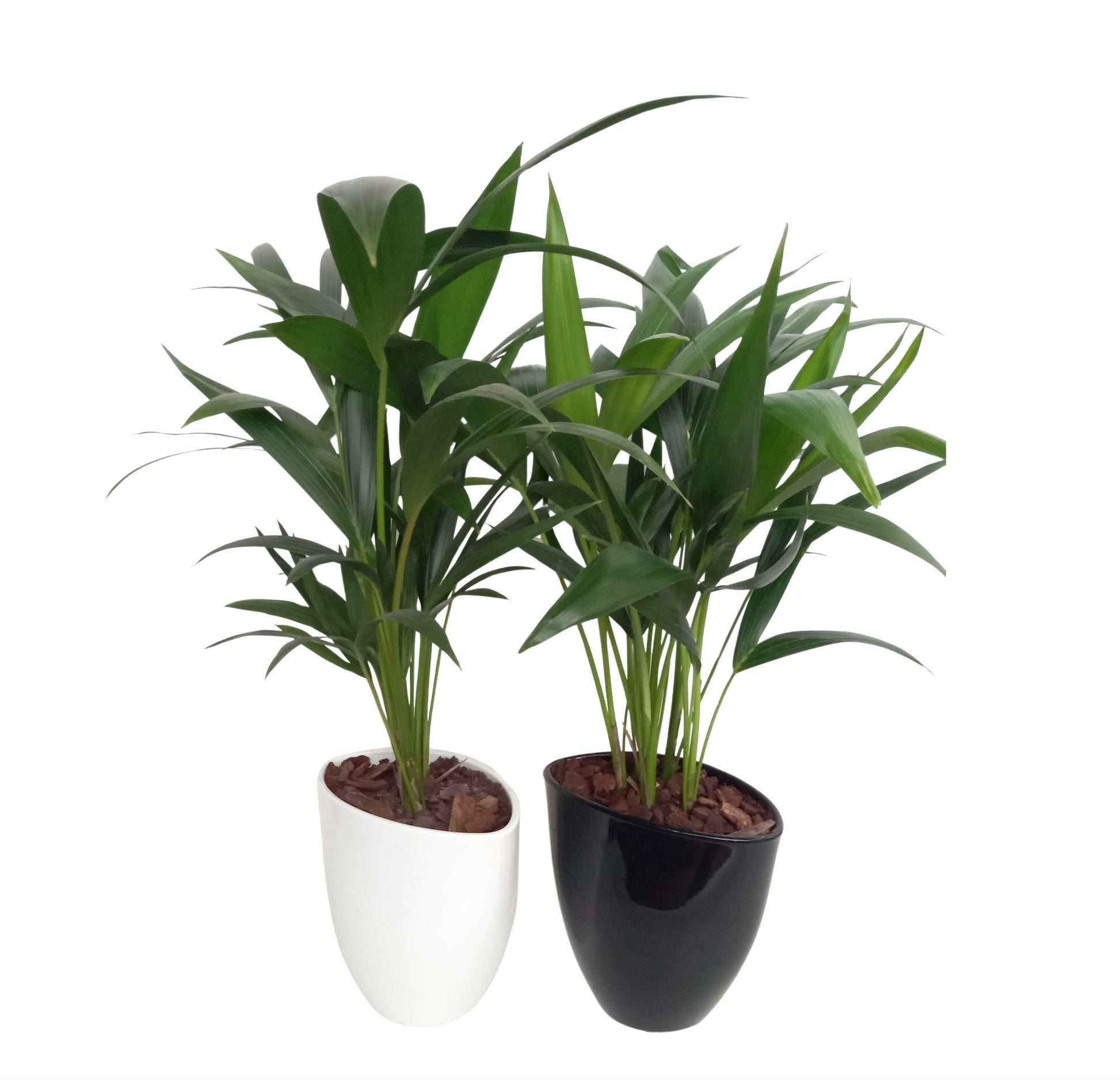 Howea forsteriana 65cm 22cm Pot