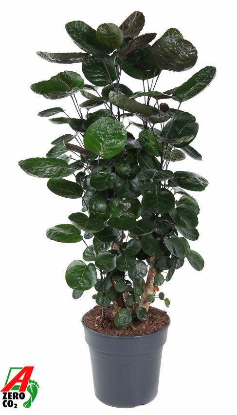 Polyscias Fabian 130cm 27cm Pot