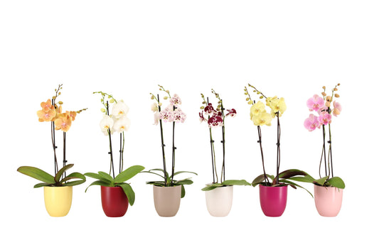 Phalaenopsis mix 60cm 12cm Pot