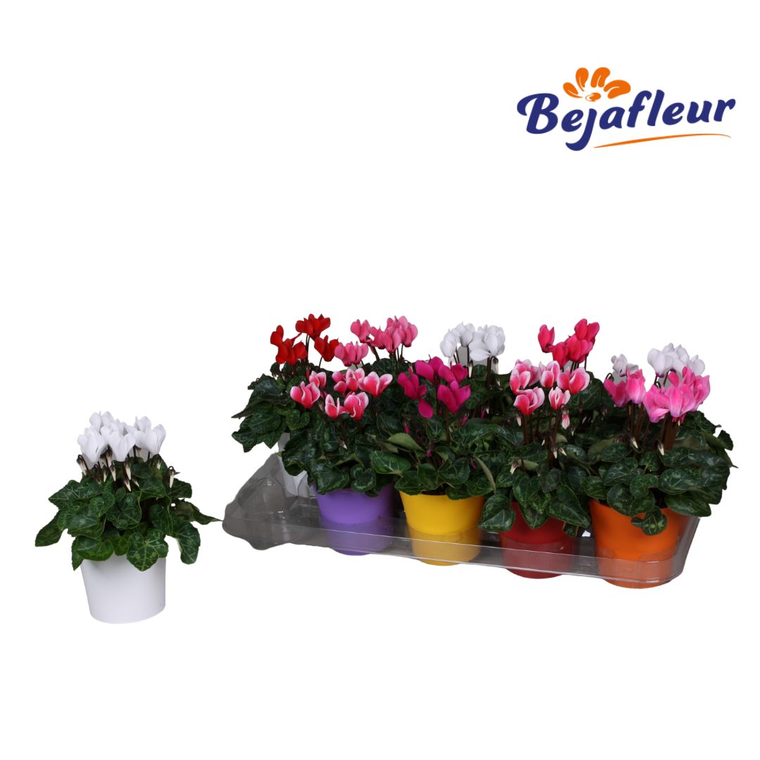 Cyclamen Verano Mix 20cm 510cm Pot
