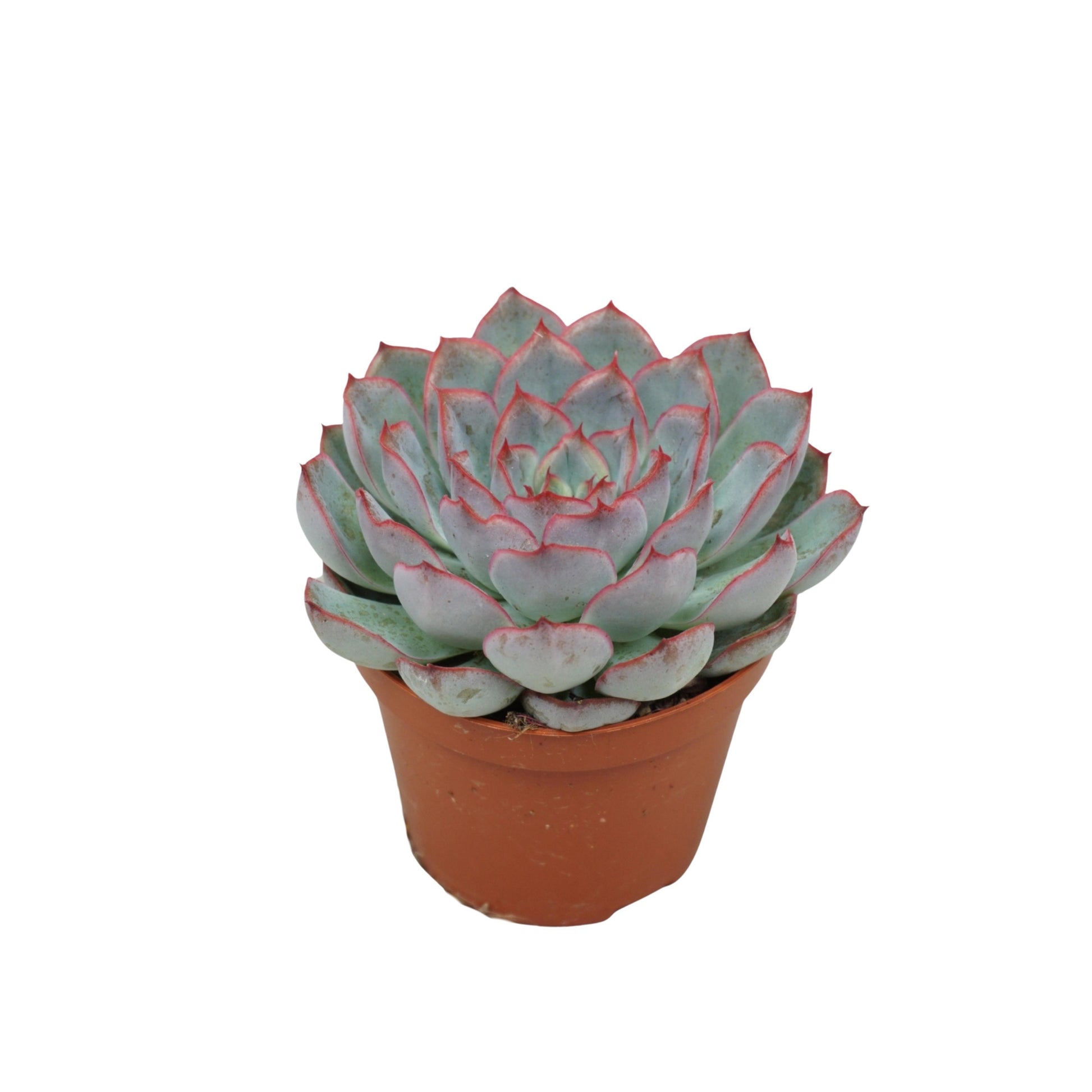 Echeveria Hercules 10cm 8.5cm Pot