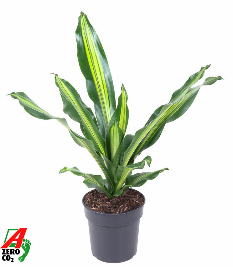 Dracaena fragrans Burley 70cm 19cm Pot