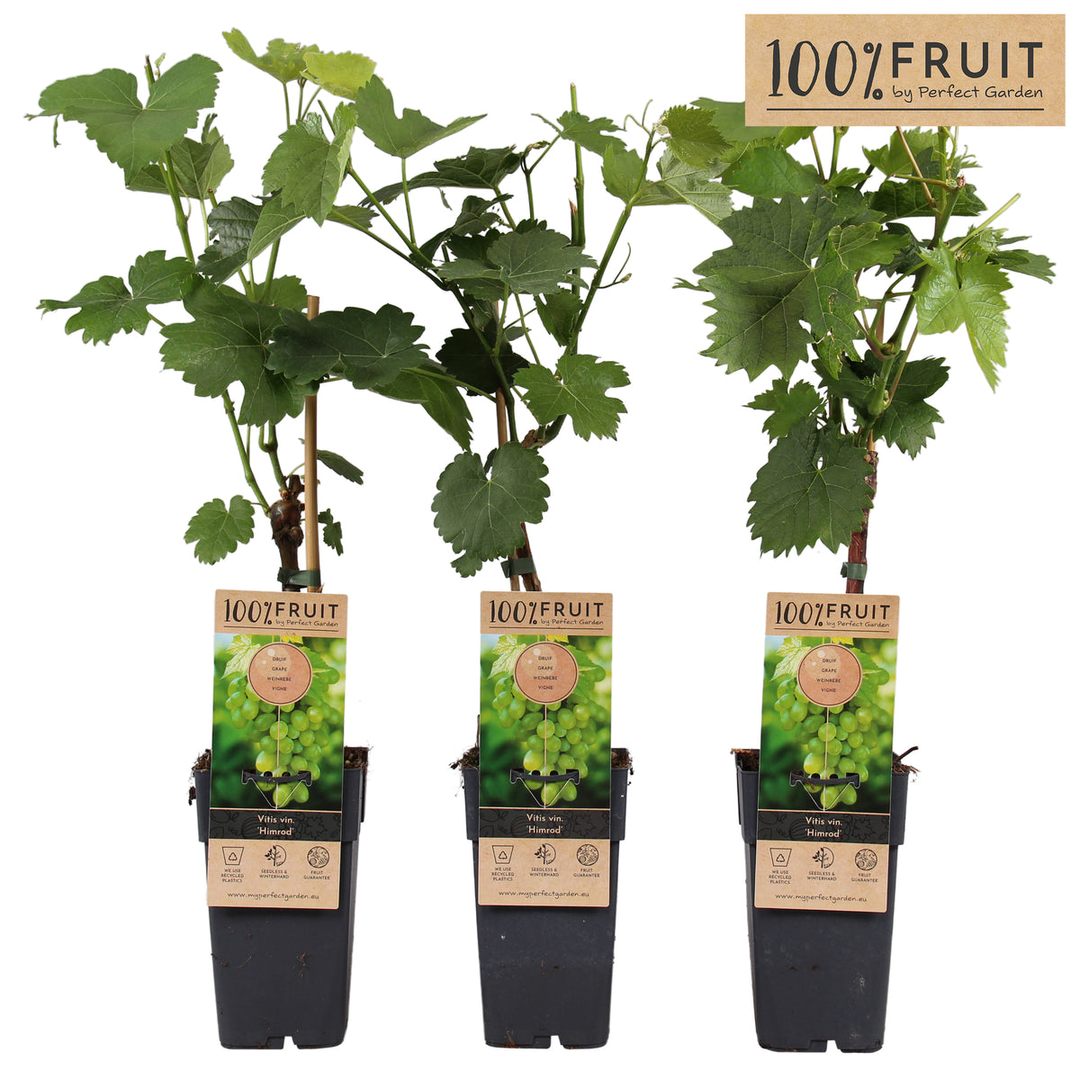 Vitis vinifera Himrod (Seedless White Grape) 65cm 15cm Pot