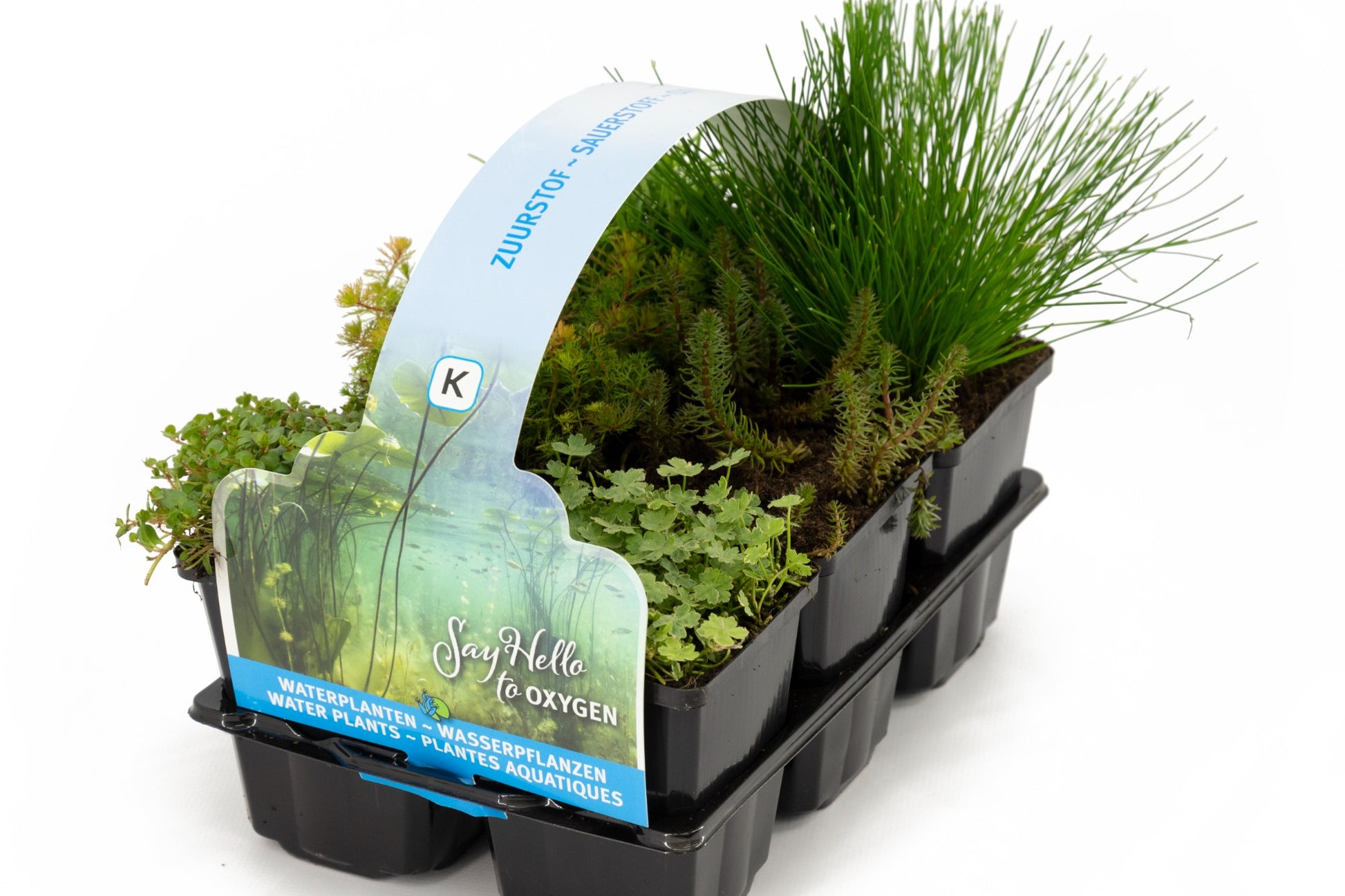 Waterplkw R. Moerings Waterplants (Oxygen) mix Pack of 2