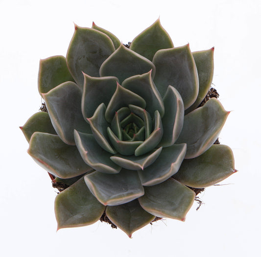 Echeveria Hybrid 10cm 8.5cm Pot